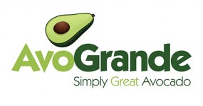 AvoGrande